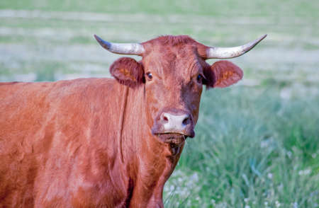 Red retinta cow grazing at Alor Mountains Dehesas. San Jorge de Alor, Badajoz, Spainの写真素材