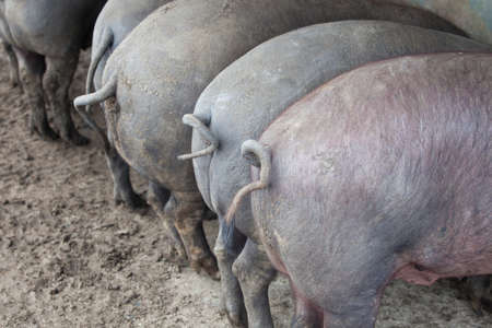 Black Iberian pigs running free. Badajoz province, Extremadura, Spainの写真素材