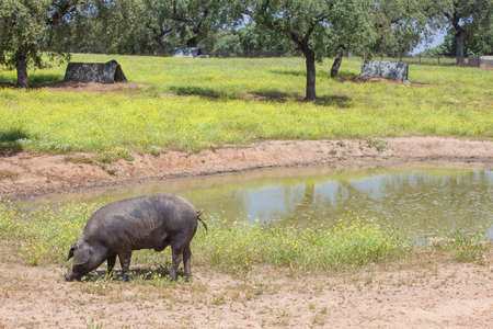 Ranged freeley black iberian pig in springtime. Hairless breed of Iberian pig. Extremadura, Spainの写真素材