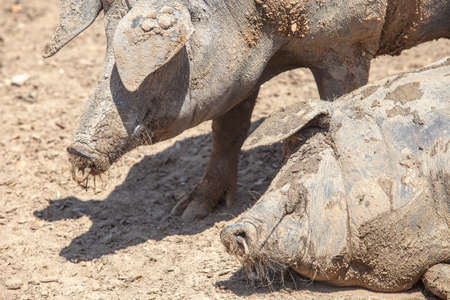 Hairless breed of black iberian pigs. Extremadura, Spain. enjoying the mudの写真素材