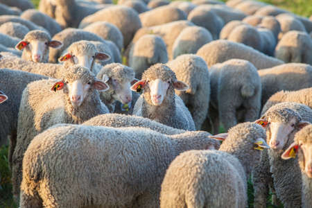A flock of merina sheep at Extremadura dehesa, Spain. Closeup at sunsetの写真素材