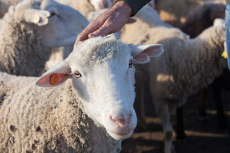 Hand of the shepherd caresses a sheep head, Extremadura, Spainの写真素材