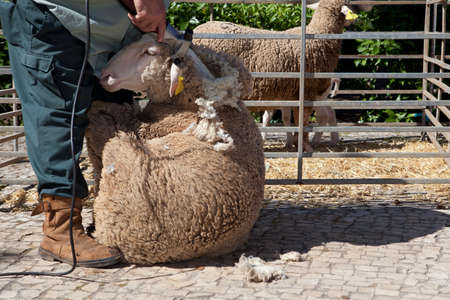 Mature farmer shearing sheep for wool outdoors with clipperの写真素材