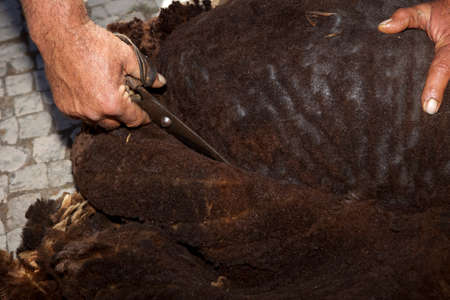 Mature farmer shearing sheep for wool outdoors with traditional manual scissors