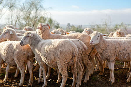 Some mature sheeps standing at fenced corral, Extremadura, Spainの写真素材
