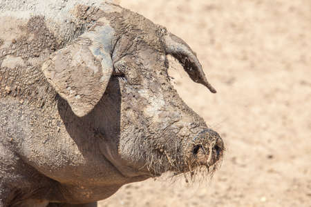 Hairless breed of black iberian pig. Extremadura, Spain. enjoying the mud