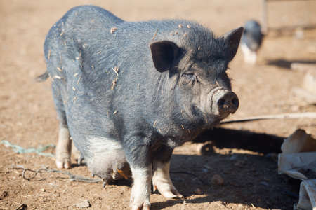 Vietnamese Pot-bellied female pig on the organic farmの写真素材