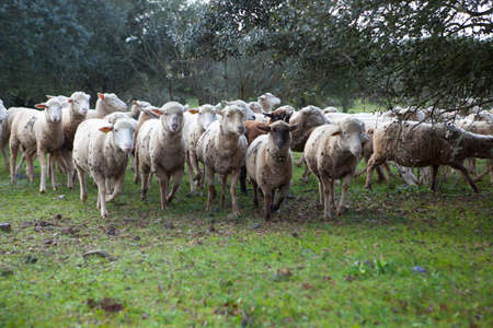 Some mature sheeps running on dehesa landscape, Extremadura, Spainの写真素材