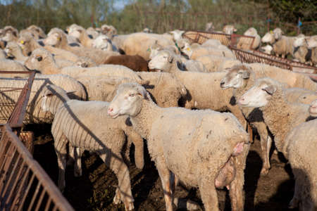 Some young sheeps fenced in waiting for feed close to trough