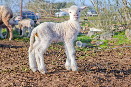 One winter young lamb running and playing on dehesa landscape