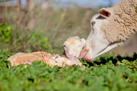 Baby lamb and her maternal sheep mother just after the birth, Extremadura, Spainの写真素材