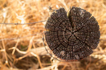Top of an old and weathered agricultural fence post over dry pasture background. closeupの写真素材
