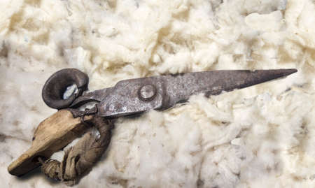 Shearing scisors with cork, wood and leather protections for fingers over straw baleの写真素材