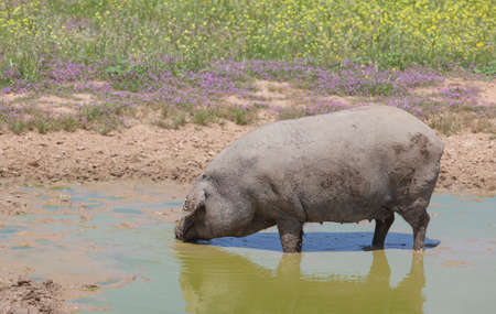 Hairless breed of black iberian pig. Extremadura, Spain. enjoying the mudの写真素材
