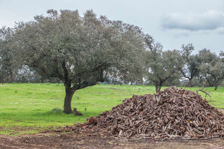 Holm oak firewood obtained from pruning. Traditional dehesa forestry practices, Extremadura, Spainの写真素材