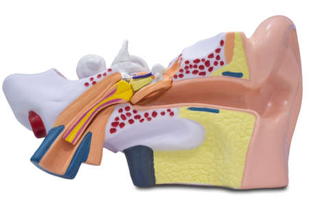 Artificial human ear model. Ear model for science classes