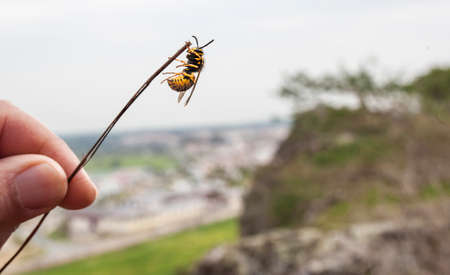 Visitor at San Blas rock shelter with prehistorical paintings at Sierra de San Pedro. Albuquerque, Badajoz, Extremadura, Spainの写真素材