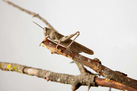 Brown grasshopper on tree branch, isolated over white background
