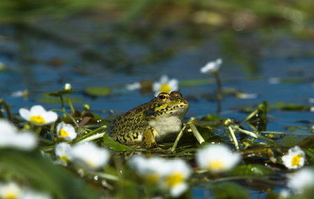 Little frog sitting over the pond vegetation, close to water Valdesalor, Caceres, Extremadura, Spain