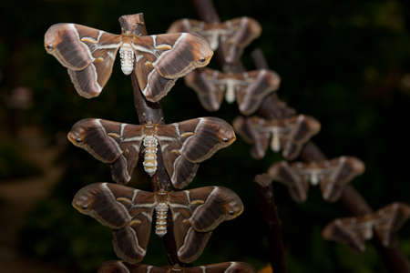 Silk butterfly, Samia ricini, close-up. perched on branchesの写真素材