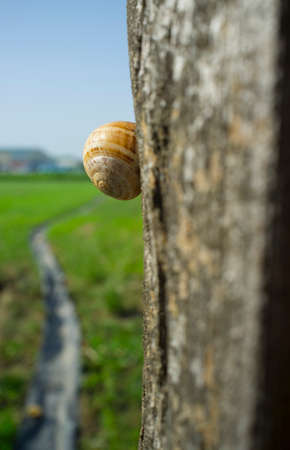 Little garden snail climbing through old weathered wooden pole. Green grass as backgroundの写真素材