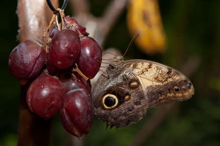 Close-up of a beautiful tropical Owl Butterfly ,Caligo Memnon, perched over red grapeの写真素材