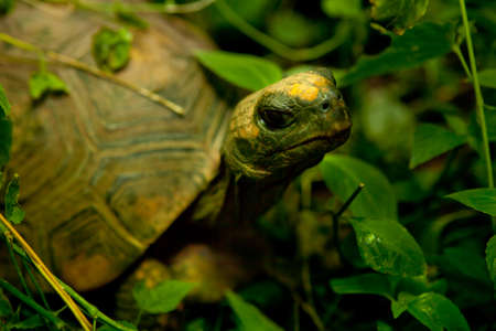 Yellow-footed Amazon Tortoise, Geochelone denticulata