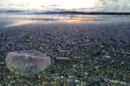 Jellyfish being washed ashore, Malaga, Spain