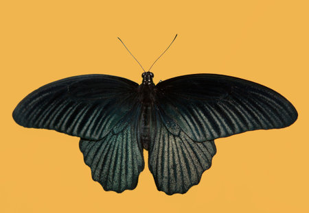 Black butterfly, Great Mormon, Papilio memnon, butterfly of Thailand. Isolated over yellow backgroundの写真素材
