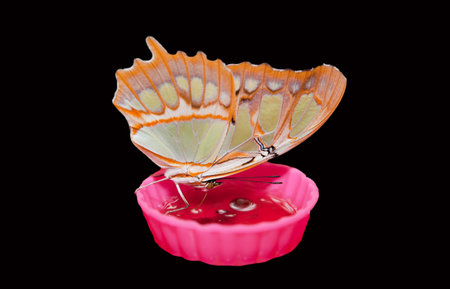 Portrait of a butterfly drinking nectar over black backgroundの写真素材