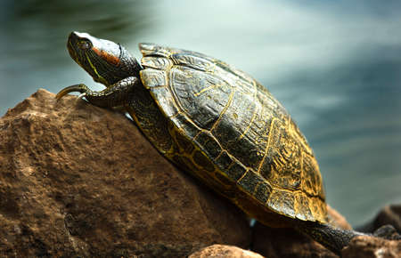 A Red Eared Slider Tortoise Resting on a Rock
