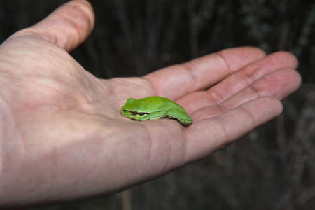 Hyla arborea or Tree Frog Sitting in my hand, Extremadura, Spain