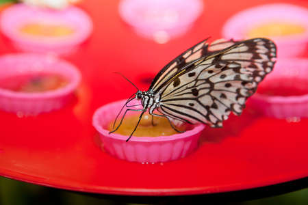 Portrait of a Rice Paper butterfly, Idea leuconoe, drinking nectarの写真素材