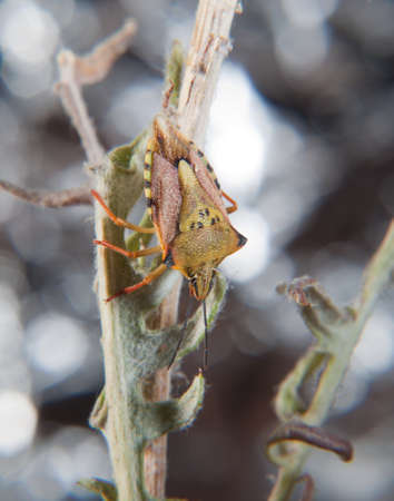 True bug Carpocoris fuscispinus climbing a dry flower. Interesting small insect also called stink...