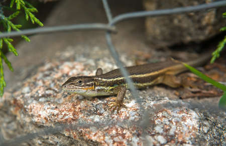 Lizard resting over a rock protected by a wire fence, Caceres, Spain