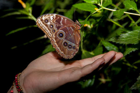 Closeup of a beautiful tropical Owl Butterfly or Caligo Memnon over a woman hand