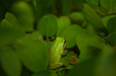 Hyla arborea or tree frog, a cute little green frog climbing a branch at night