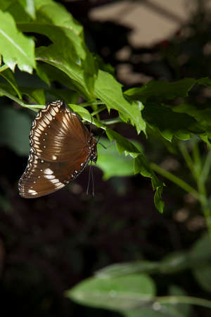 Unidentified brown butterfly perched on green leafの写真素材