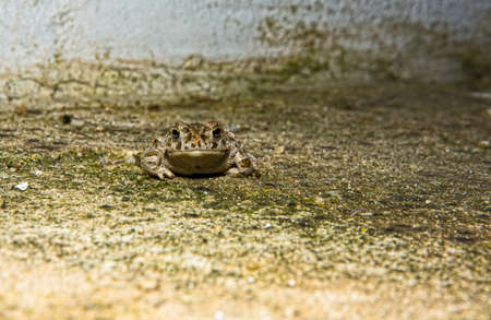 Perez frog in concrete floor of a country house, at night Valdesalor, Caceres, Extremadura, Spain...