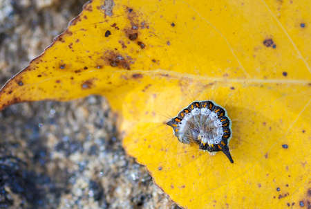 Caterpillar rolled up into a ball over yellow autumn leaf. closeup