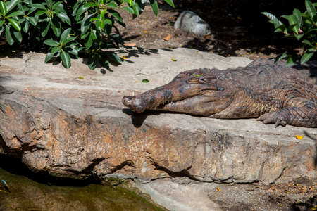 False gharial or Tomistoma schlegelii with crossed jaws, also known as the false gharial or Malayan...