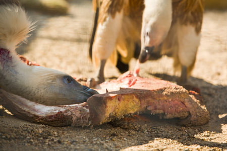 Two griffon vulture close up during eating a cow ribsの写真素材