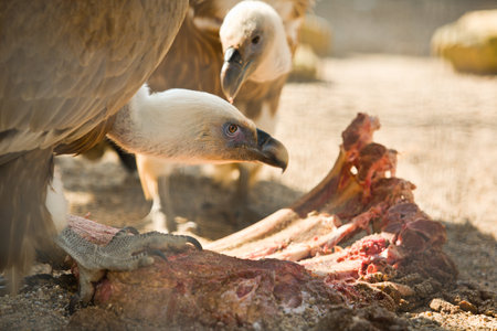 Two griffon vulture close up during eating a cow ribs