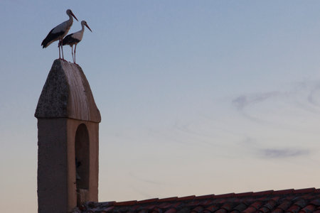 White storks perched over bell wall rural parish. Typical scene in Extremadura Region, Spain