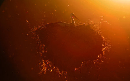 Silhouette of stork in the nest in sunset, Symbol of Extremadura Regionの写真素材