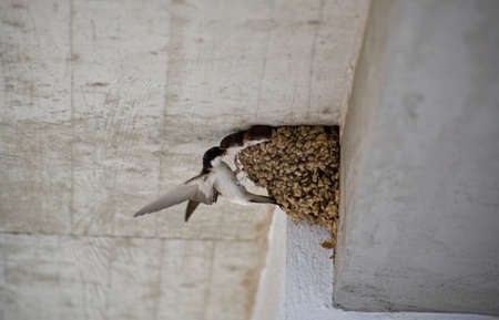 A barn swallow, Hirundo rustica, feeding two chicks at nestの写真素材