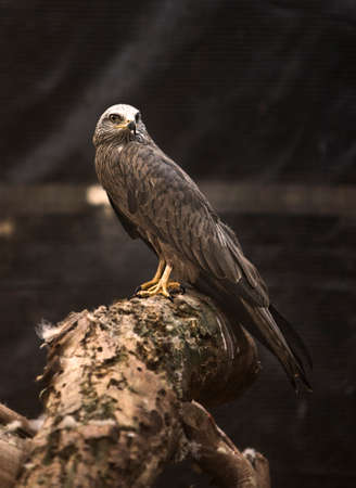 Bird of prey in the The Recovery Center of MIPS Wildlife, Villafranca de los Barros (Badajoz). In...