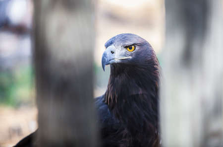 Iberian golden eagle or Aquila chrysaetos homeyeri. Closeup through wooden fence