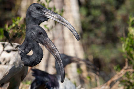 Couple of sacred ibis or Threskiornis aethiopicus. closeup-shot