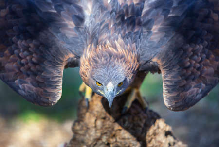 Beautiful Iberian golden eagle ready for take-off before attack. closeup